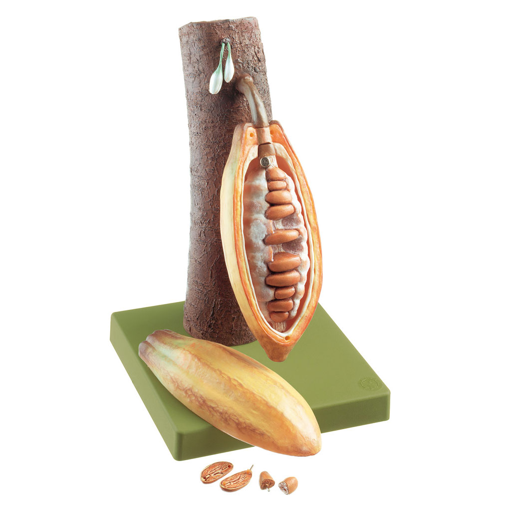 Frucht des Kakaobaumes