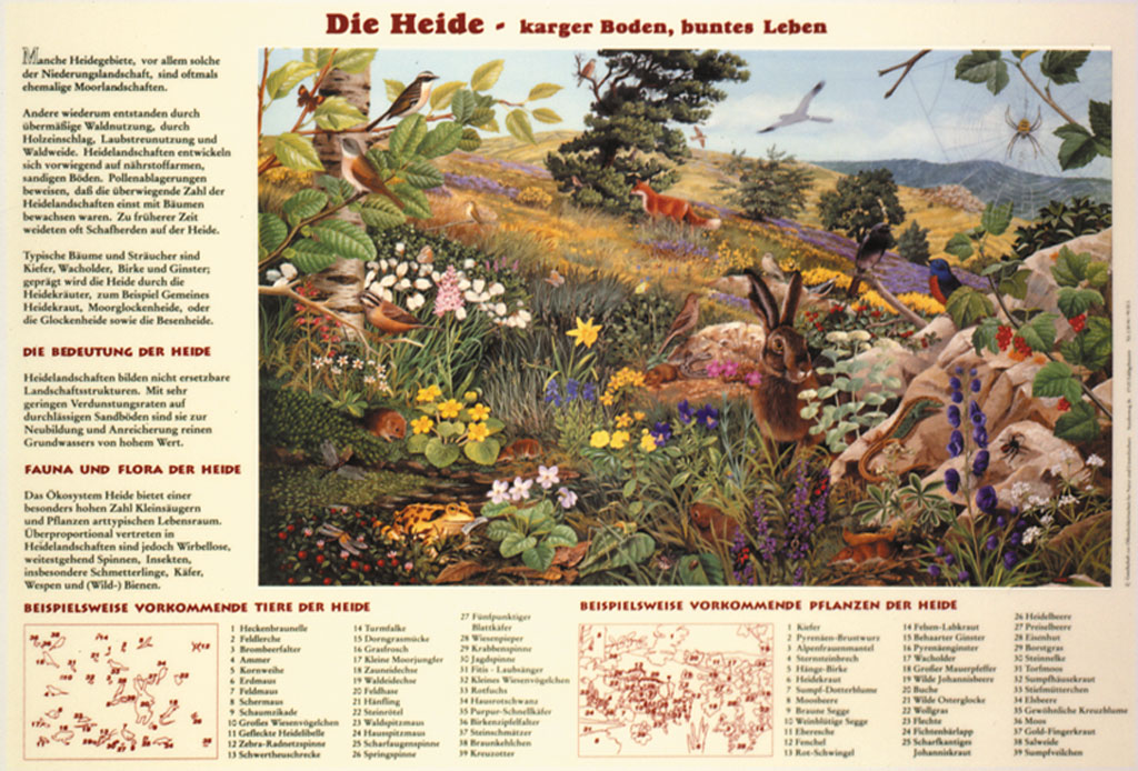 Die Heide - karger Boden, buntes Leben - Poster laminiert