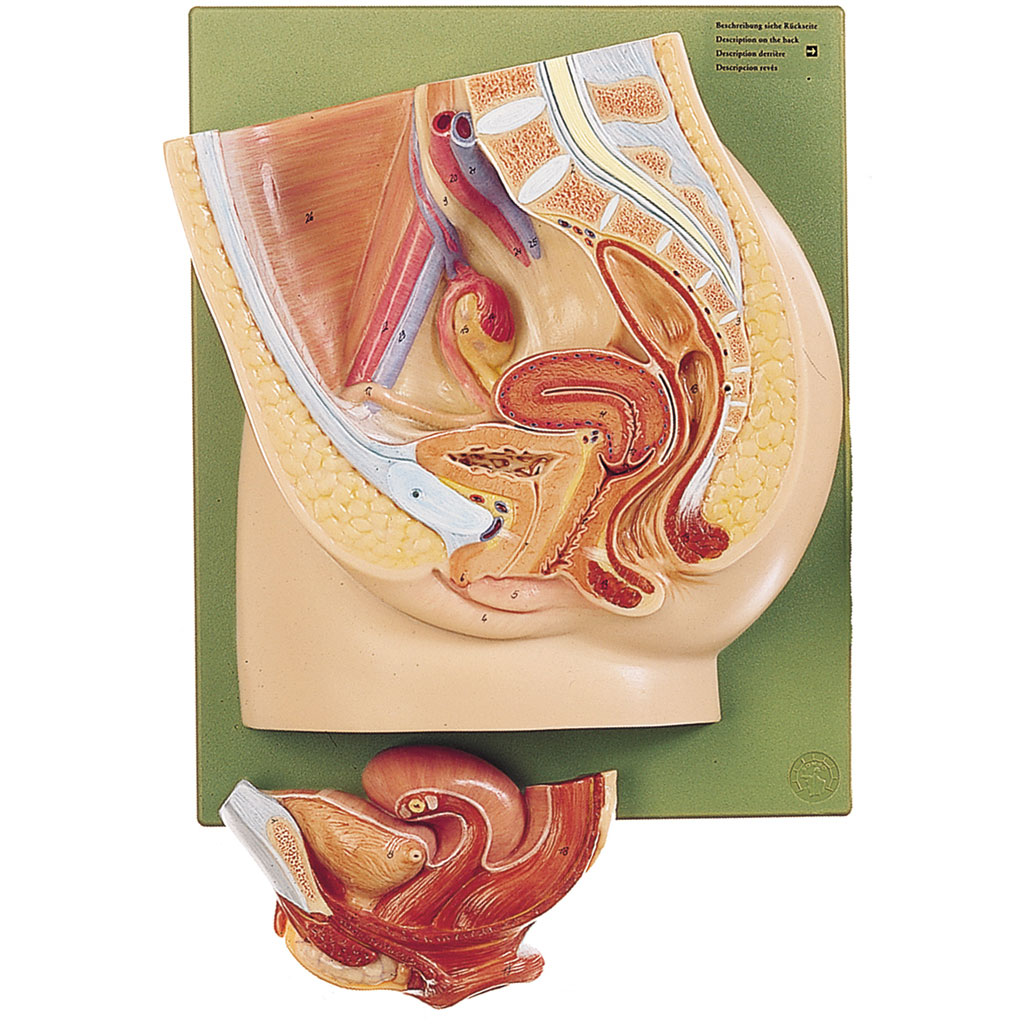 Medianschnitt des weiblichen Beckens