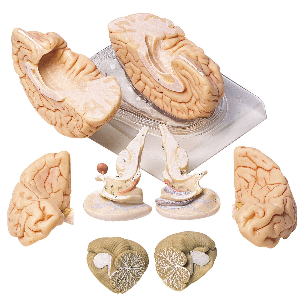 Gehirnmodell 8-teilig