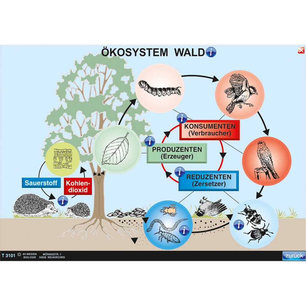 Interaktive digitale Tafelbilder ÖKOLOGIE 1