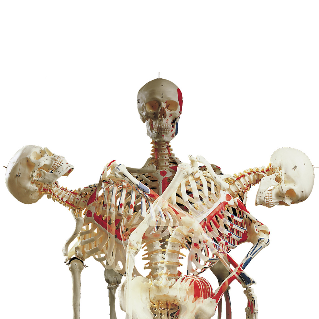 Skelett in Spezialausführung für Schulen