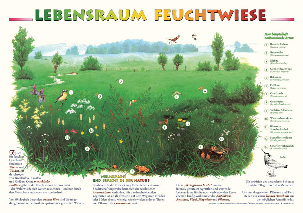 Lebensraum Feuchtwiese - Poster wetterfest