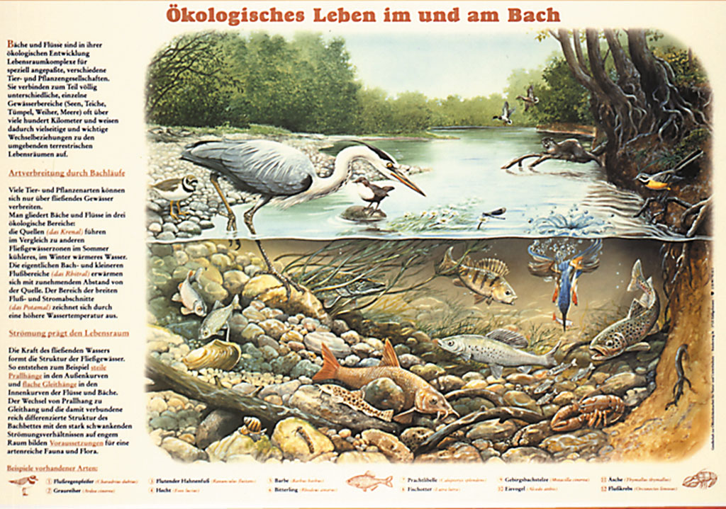 Ökologisches Leben im und am Bach - Papierposter