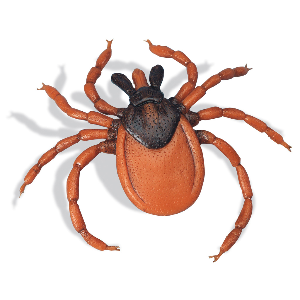 Holzbock (Ixodes ricinus)