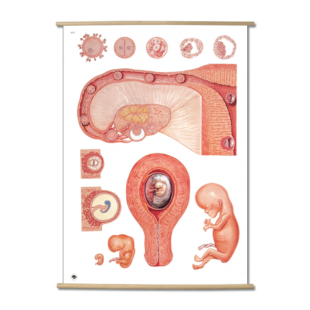 Embryologie I - mit Holzbestäbung