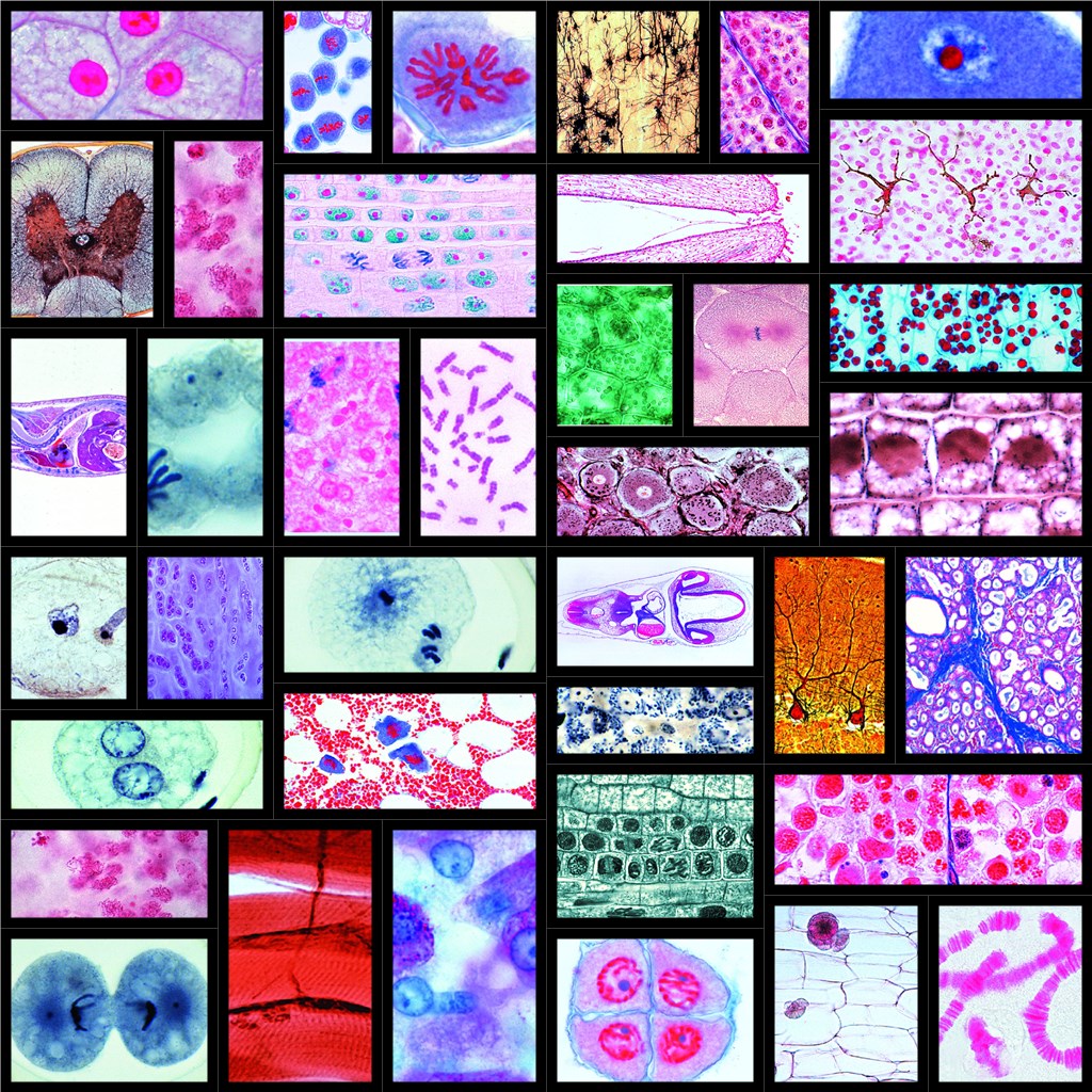 Serie 25CY Zellenlehre (Cytologie Mensch, Tier und Pflanze)