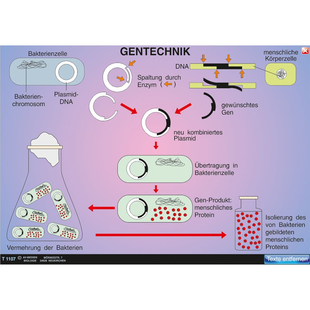 Interaktive digitale Tafelbilder GENETIK 1