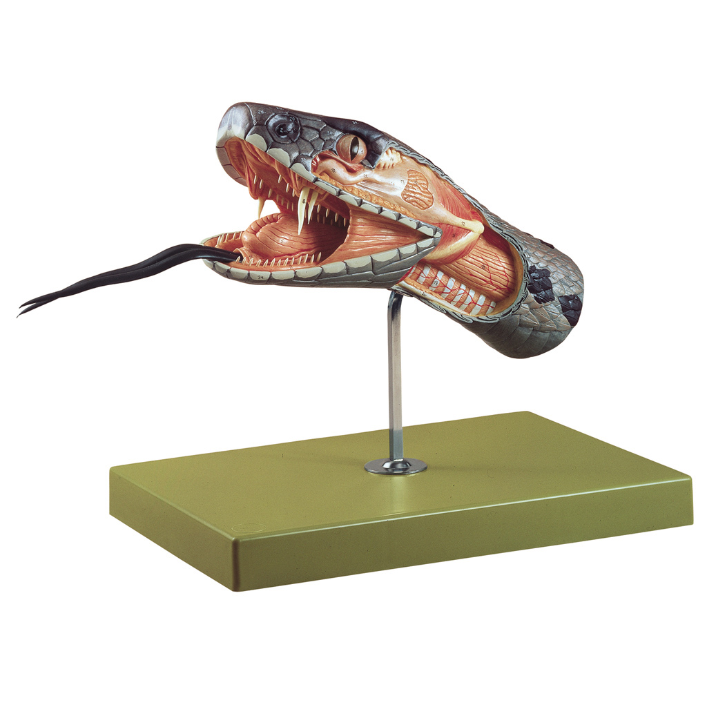 Modell vom Schlangenkopf