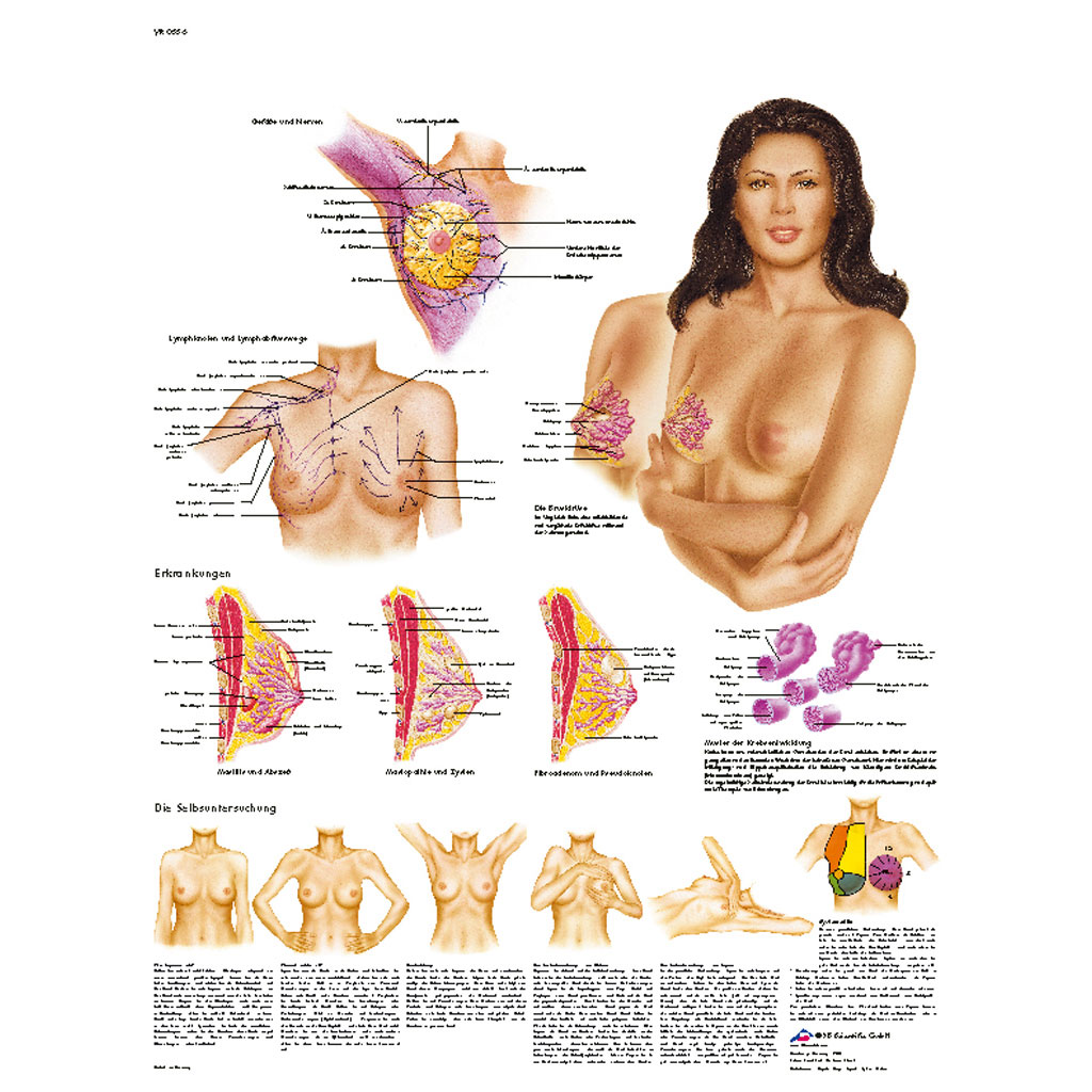 Die weibliche Brust - Anatomie, Pathologie, Selbstuntersuchung - Poster laminiert