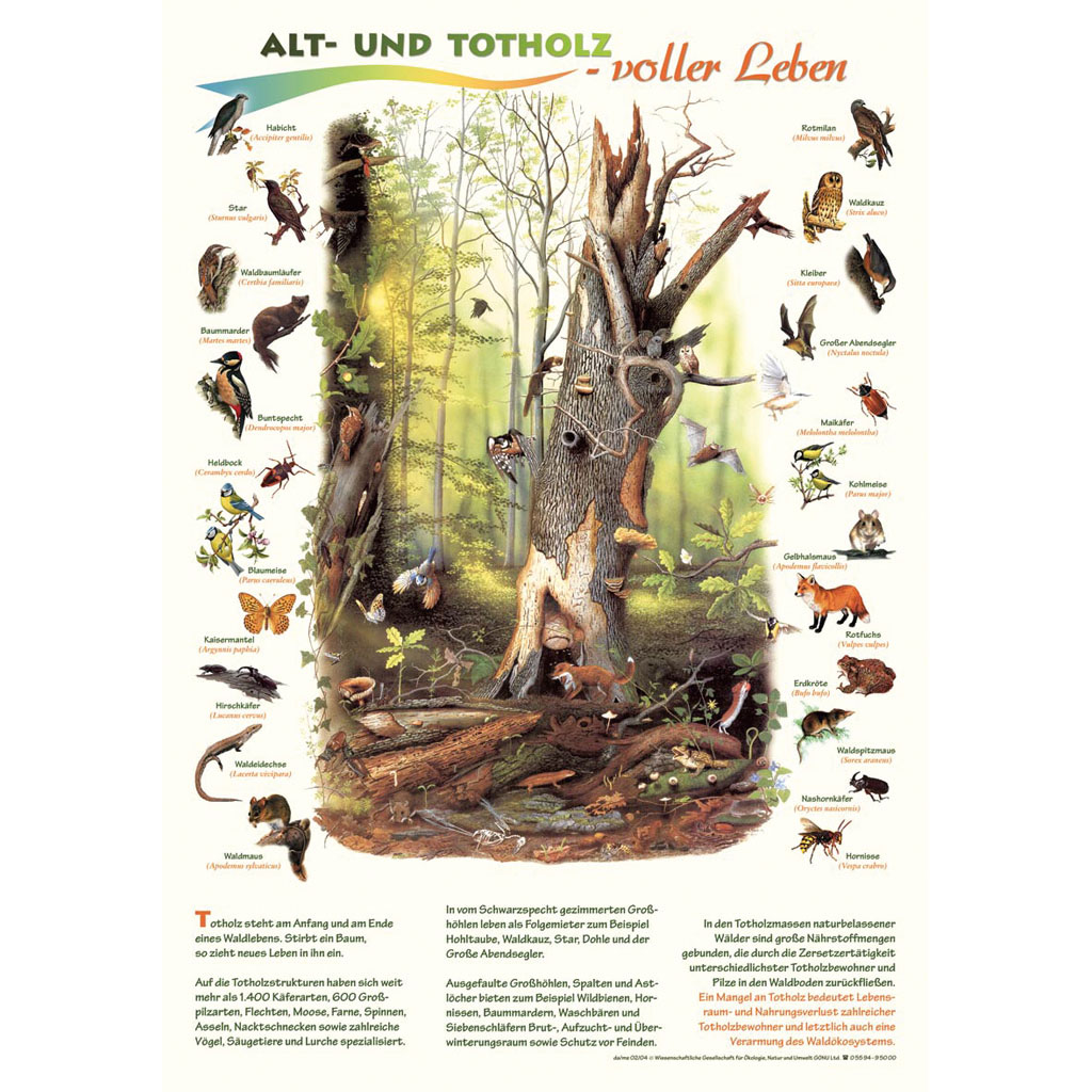 Alt- und Totholz - voller Leben - Poster laminiert