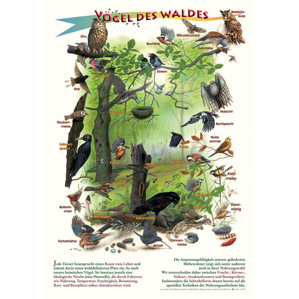 Vögel des Waldes - Poster laminiert