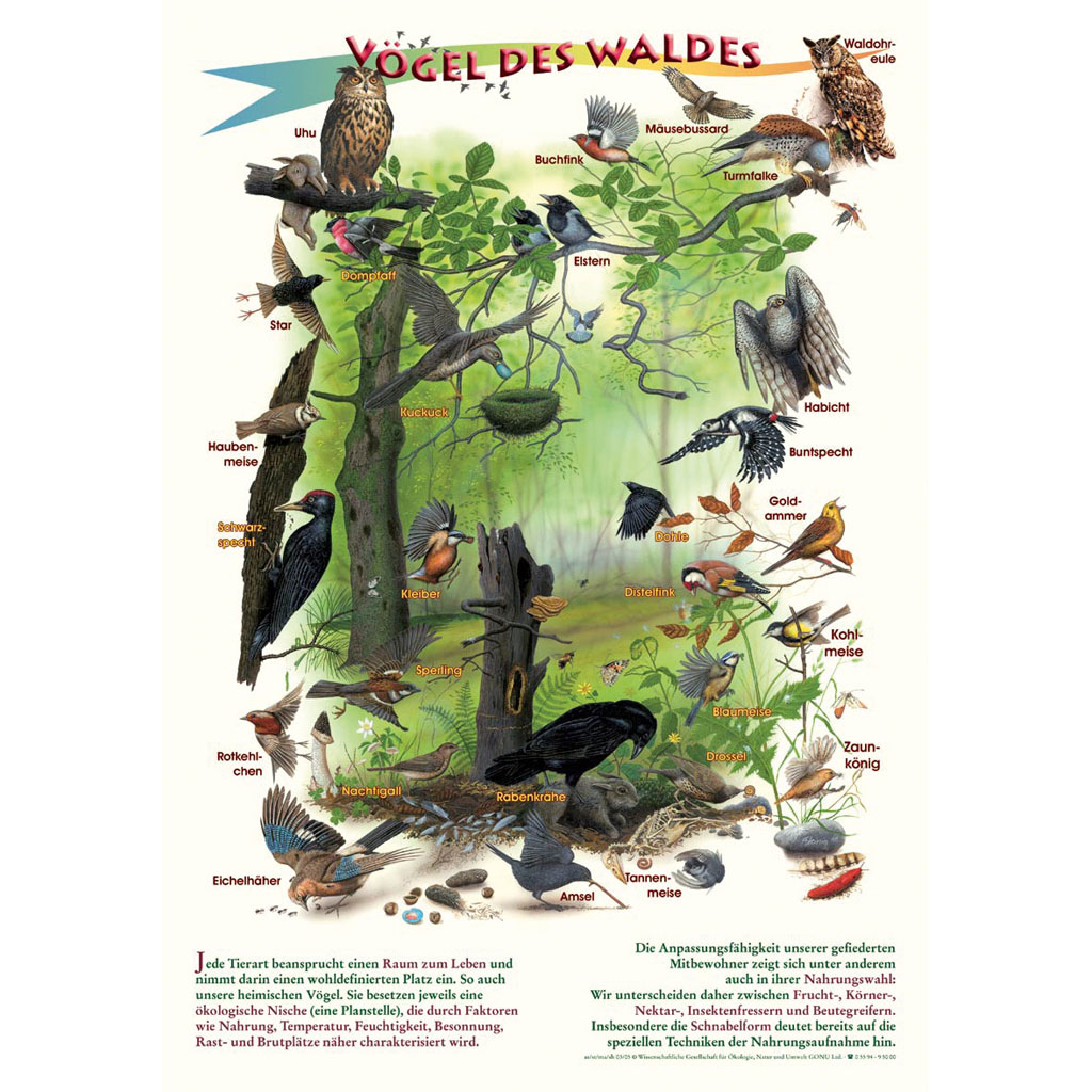 Vögel des Waldes - Poster wetterfest