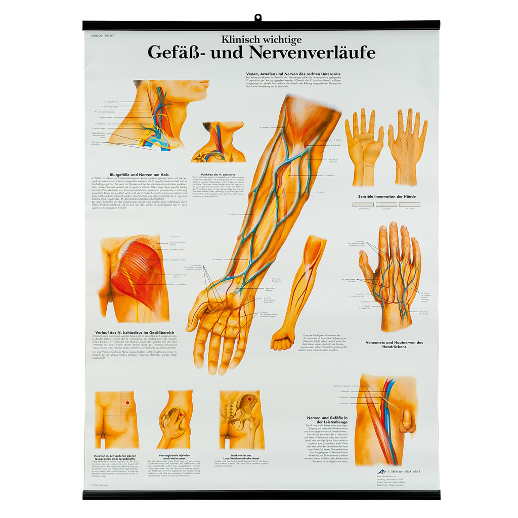 Gefäß- und Nervenverläufe - Poster