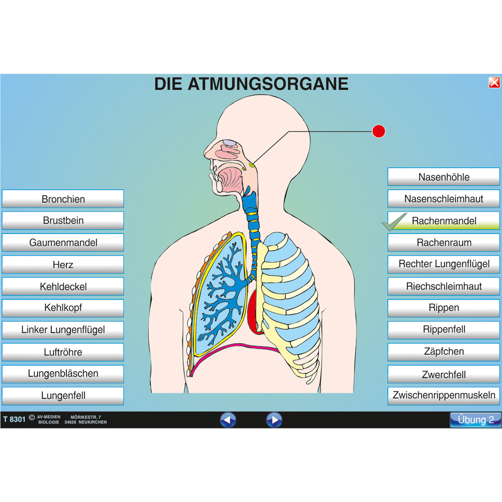 Interaktive digitale Tafelbilder HUMANBIOLOGIE 3