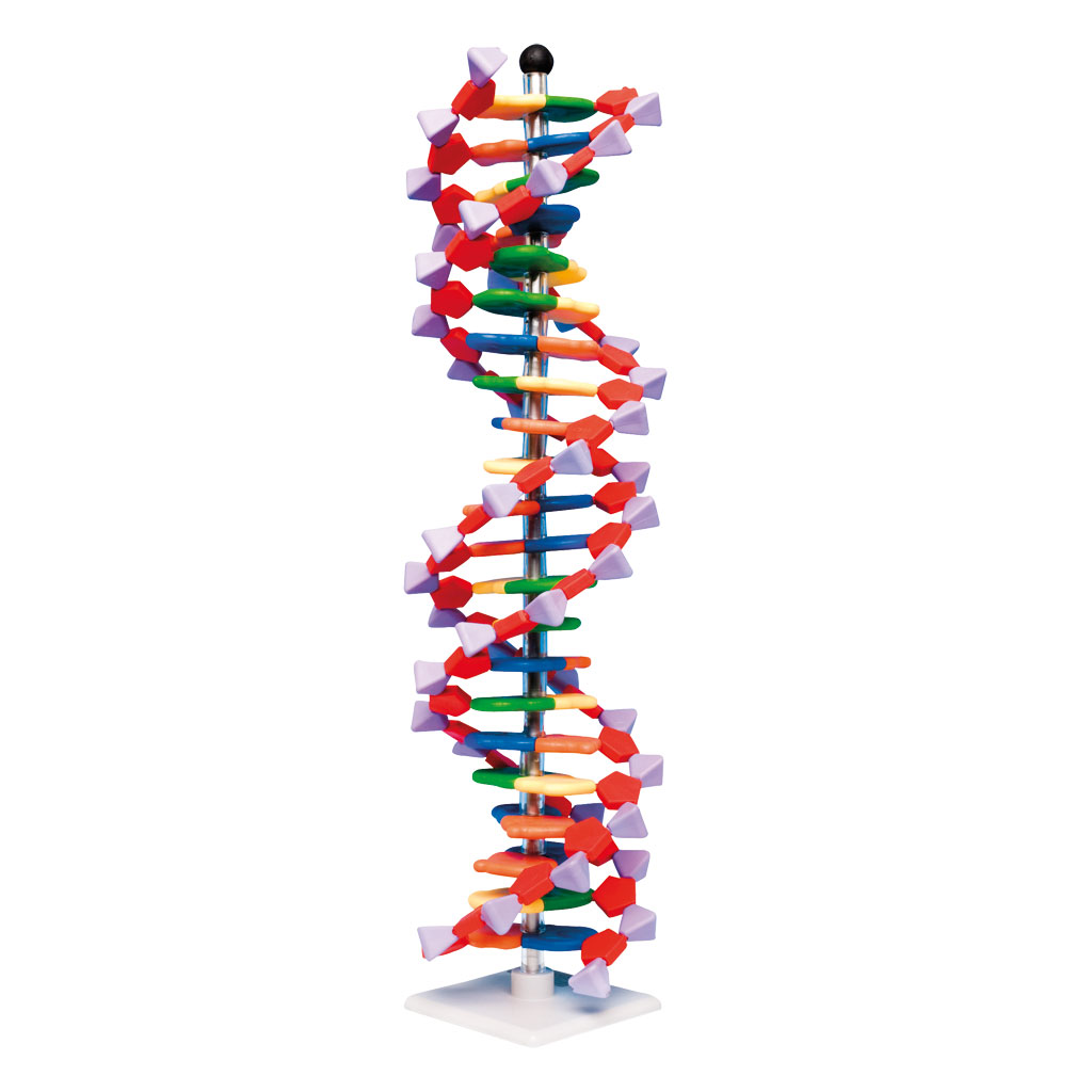 DNA-Doppelhelix-Modell, miniDNA®-Bausatz